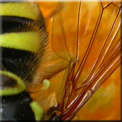 Abdomen velu de Chrysotoxum cautum