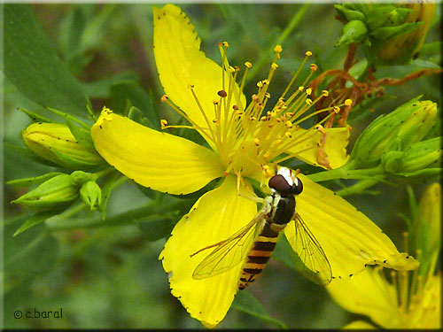 Femelle Sphaerophoria sp