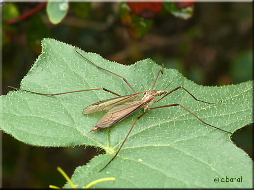 Tipula oleracea, Tipule du chou femelle