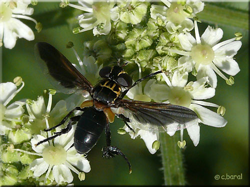 Femelle Trichopoda pennipes
