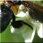 Tibias de Trichopoda pennipes