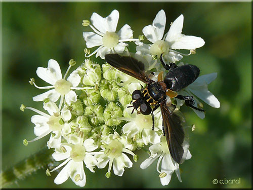 Trichopoda pennipes