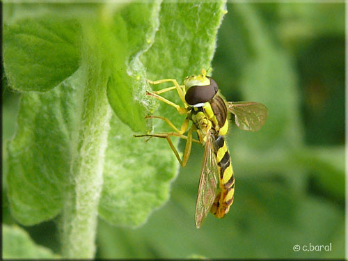 Sphaerophoria scripta, Syrphe porte-plume mâle