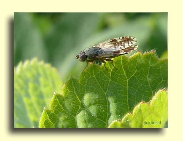 Tephritis neesii