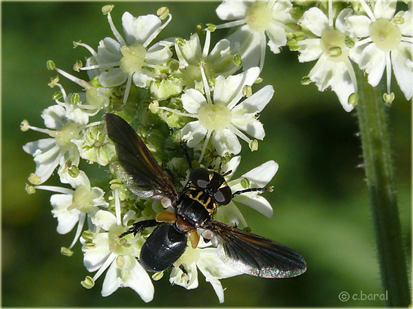 Trichopoda pennipes