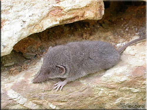 Jeune musaraigne, Crocidura russula Jeune Musaraigne, Crocidura russula
