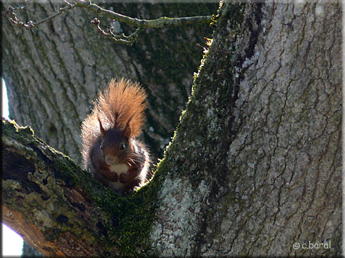 Ecureuil roux commun, Sciurus vulgaris