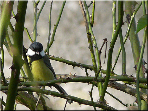 Parus major, la Mésange charbonnière