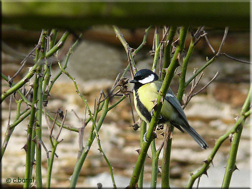 Mésange charbonnière, Parus major