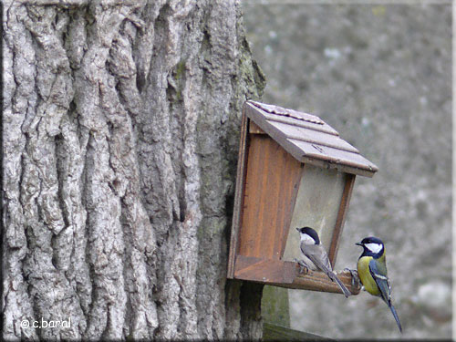 Mésange nonette et Mésange charbonnière