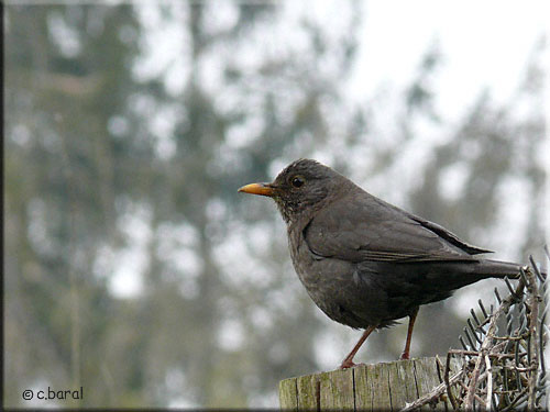 Turdus merula mâle, le Merle noir