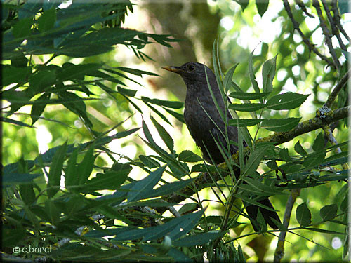 Merle noir, Turdus merula