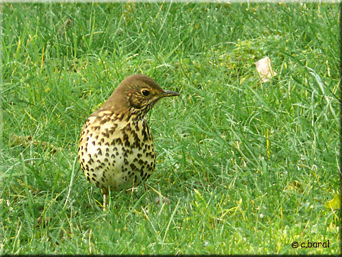 Grive musicienne, Turdus philomelos