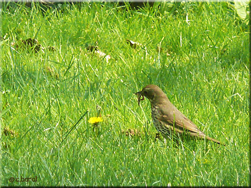 Turdus philomelos, la Grive musicienne