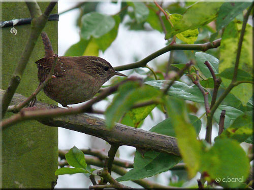 Troglodytes troglodytes 