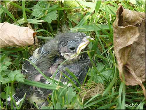 Oisillon Parus major tombé du nid
