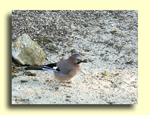 Garrulus glandarius, le Geai des chênes