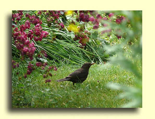 Turdus merula, Merle noir