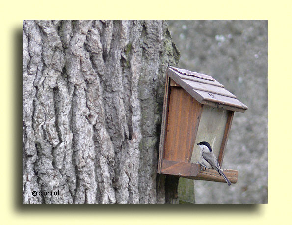 Mésange nonette, Parus palustris
