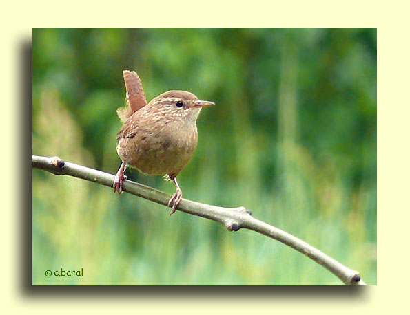 Troglodyte mignon, Troglodytes troglodytes