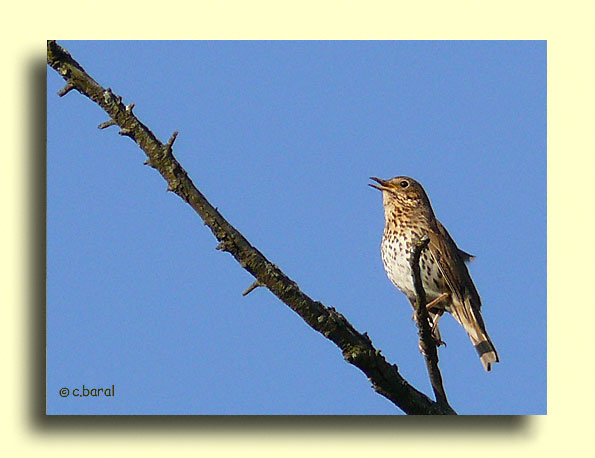 Turdus philomelos, Grive musicienne