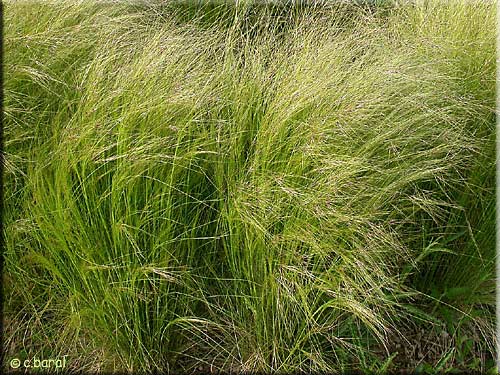 Stipa tenuifolia
