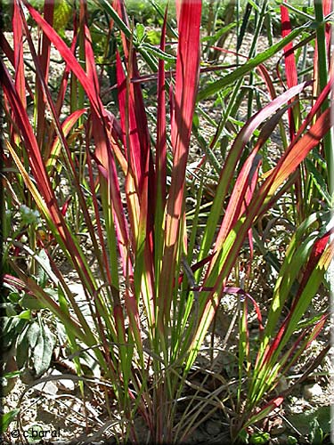 Imperata 'Red Baron'