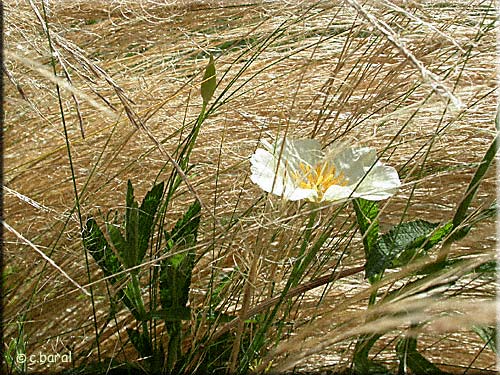 Stipa tenuifolia