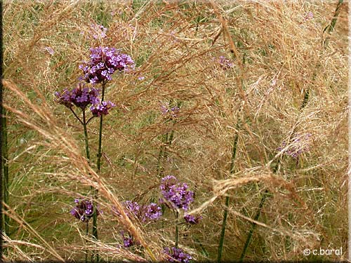 Stipa tenuifolia