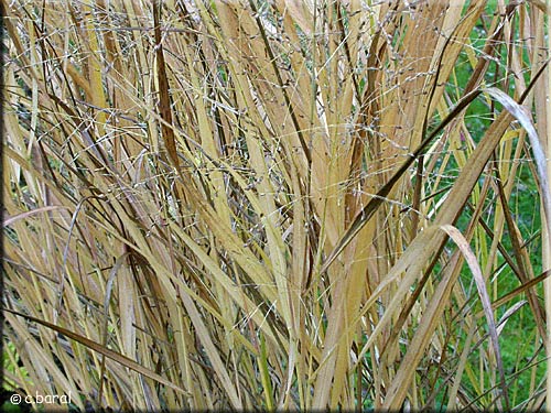 Coloris de fin d'automne du Panicum virgatum 'Heavy Metal' Panicum virgatum 'Heavy Metal', Panic érigé 'Heavy Metal'