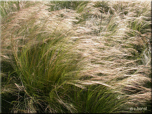 Stipe cheveux d'ange tenuifolia