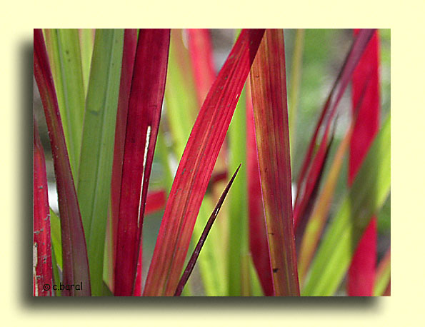Imperata  cylindrica 'Rubra' ou 'Red Baron'