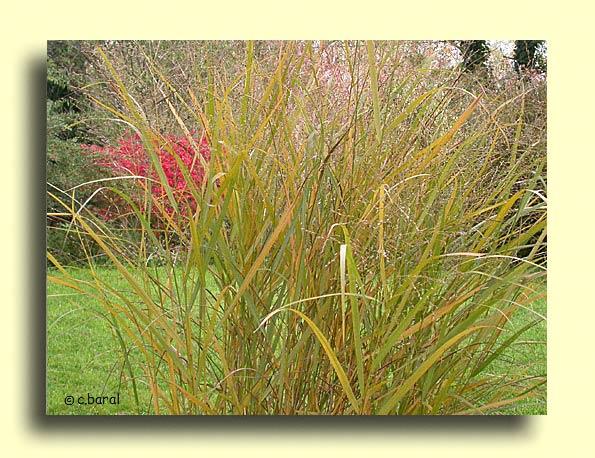 Panicum virgatum 'Heavy metal', Panic érigé 'Heavy Metal'