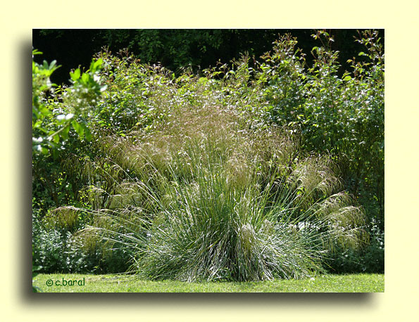 Stipa gigantea