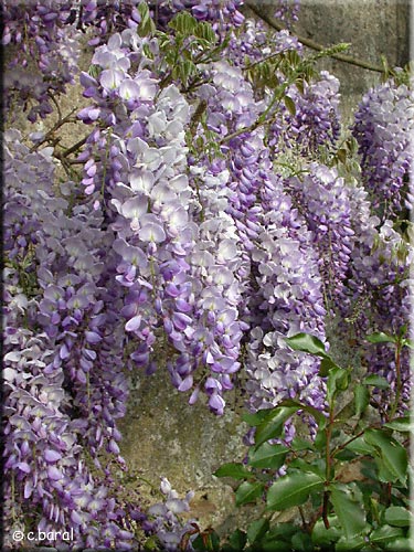 Wisteria sinensis