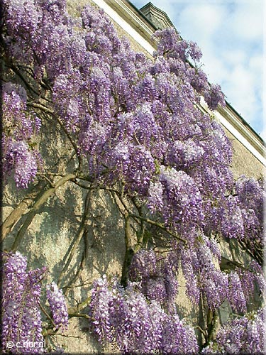 Glycine de Chine Glycine de Chine
