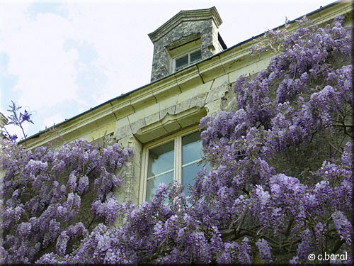 Glycine de Chine