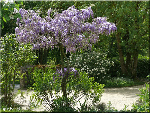 Jeune Glycine en arbre Jeune Glycine en arbre