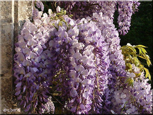 Wisteria sinensis