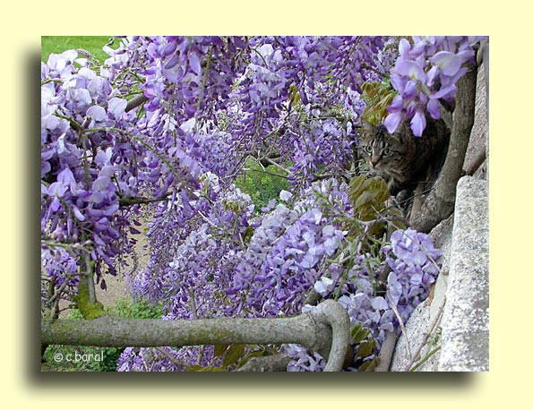 Wisteria sinensis, Glycine de Chine
