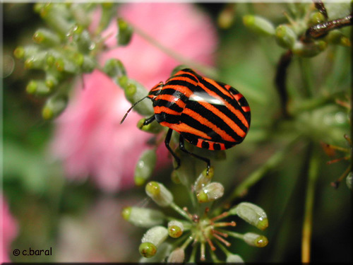 Graphosoma italicum, Punaise arlequin