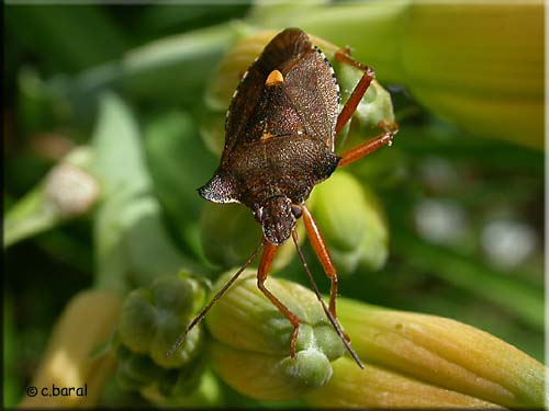 Pentatoma rufipes, Punaise à pattes fauves Pentatoma rufipes, Punaise à pattes fauves