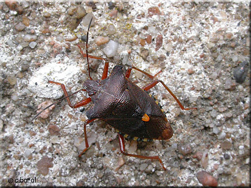 Pentatoma rufipes, Punaise à pattes fauves Pentatoma rufipes, Punaise à pattes fauves
