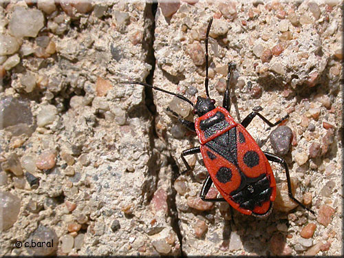 Pyrrhocoris apterus, Gendarme