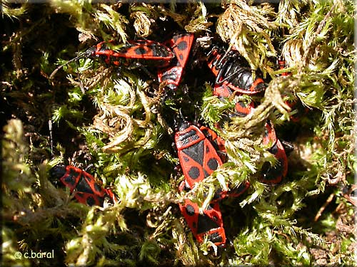 Groupe de Pyrrhocoris apterus au pied d'un arbre