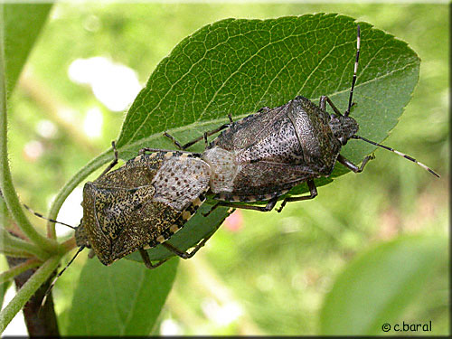 Accouplement de Punaises grises Accouplement de Punaises grises