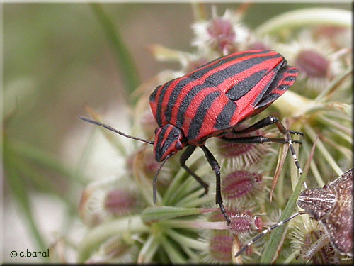 Punaise arlequin, Graphosoma italicum