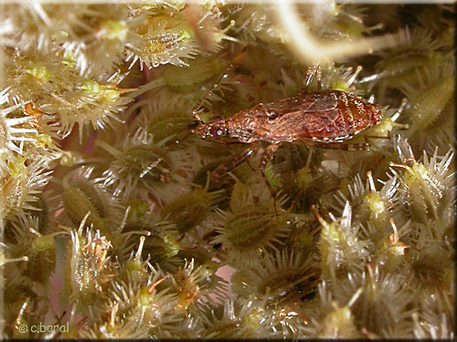 Himacerus (Aptus) mirmicoides