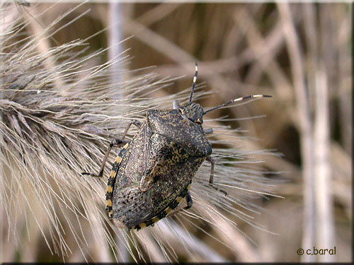 Rhaphigaster nebulosa, la Punaise grise ou Punaise nébuleuse Rhaphigaster nebulosa, Punaise grise ou Punaise nébuleuse