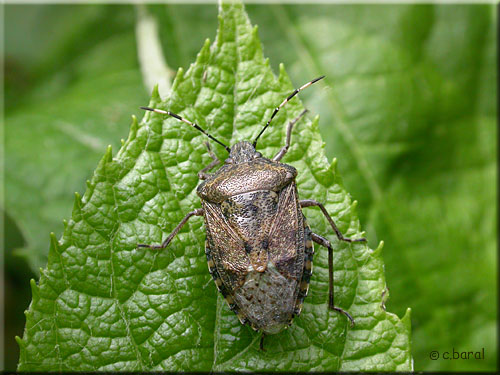 La Punaise grise ou Punaise nébuleuse, Rhaphigaster nebulosa Punaise grise ou Punaise nébuleuse, Rhaphigaster nebulosa